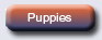 Alaskan Malamute puppies for sale